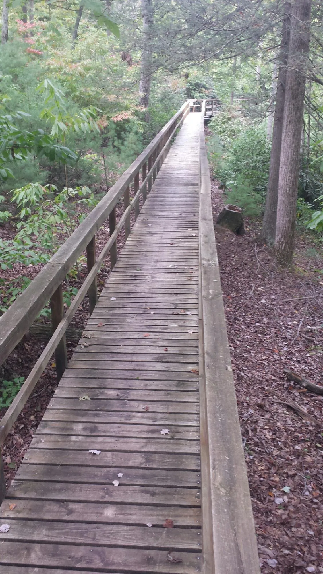 Long wood walkway with handrails built through the woods in Pratts